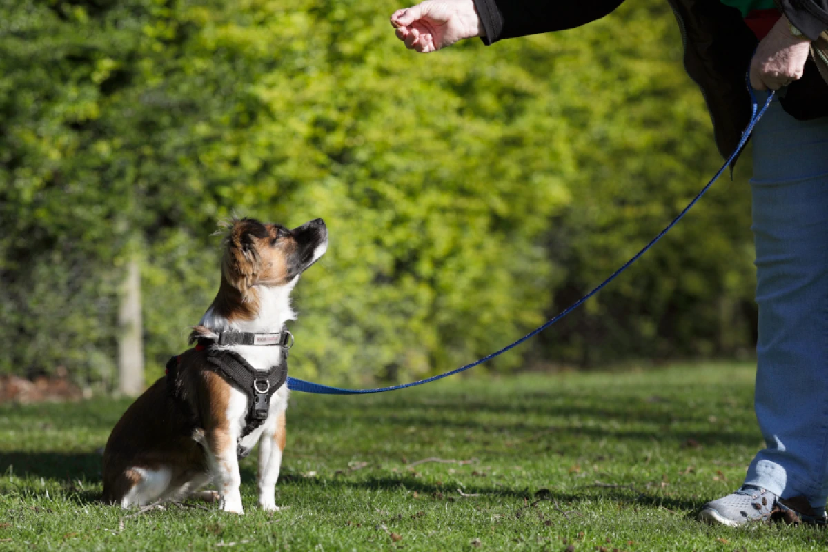 Canine Engagement Training Programs Phoenix for Better Behavior